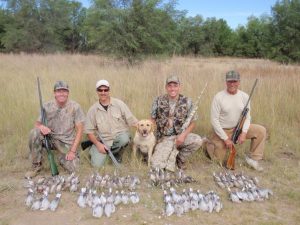hunting doves in colorado